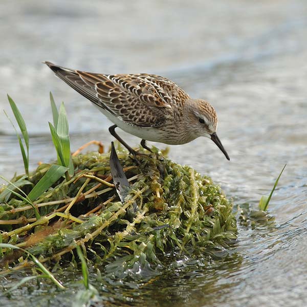 Valkoperäsirri, White-rumped Sandpiper, Calidris fuscicollis